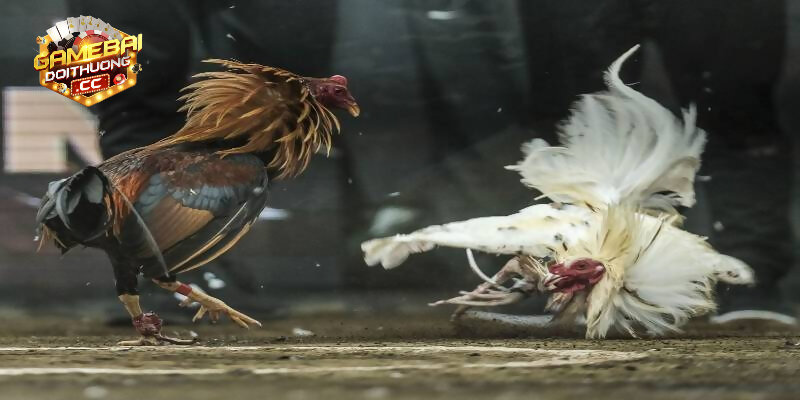 Bật mí cách đá gà cựa dao luôn thắng cho kê thủ
