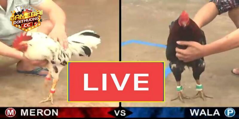 Chọn kèo chuẩn khi cá cược đá gà cựa dao