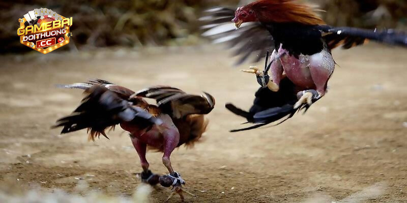 Cách tạo tài khoản đăng ký cá cược đá gà 