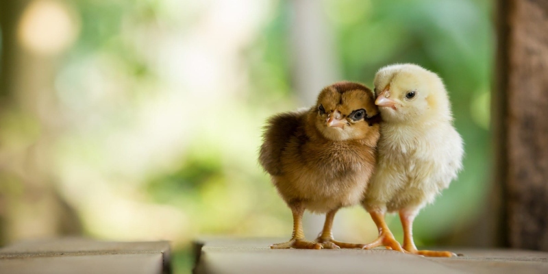 Gà con số mấy để có thể mang đến may mắn, tài lộc